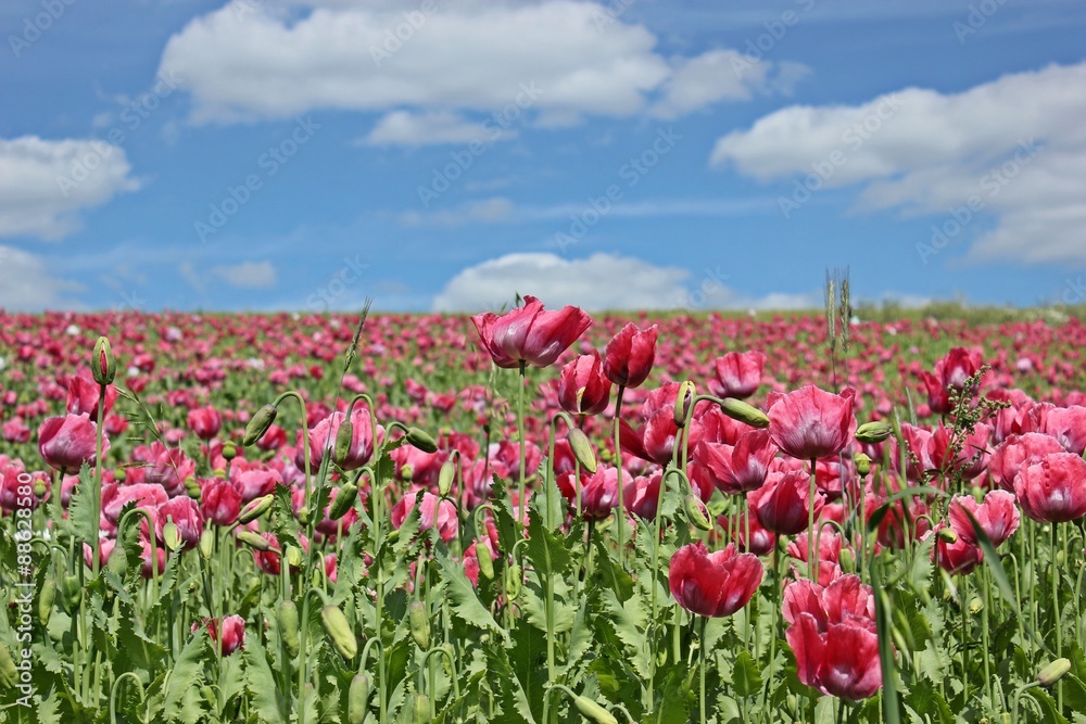 Schlafmohnblüte (Papaver somniferum) in Germerode am Meißner Schlafmohnblüte (Papaver somniferum) in Germerode am Meißner