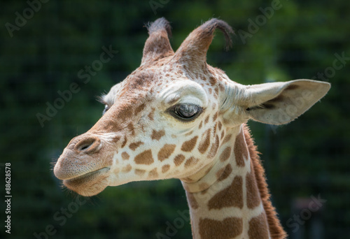 Young Giraffe Portrait © chbaum