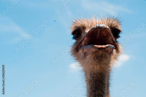 Ostrich head close up at the ostrich farm. Ostrich or type is on © dima4to