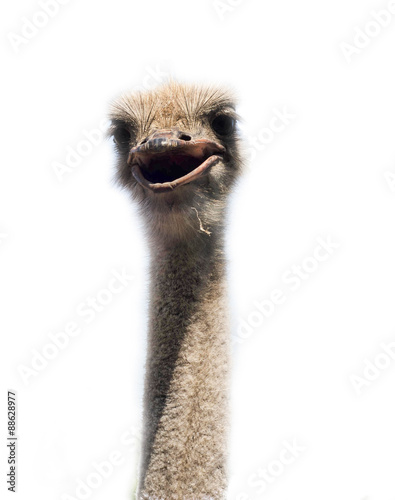 Ostrich head close up isolated on white
