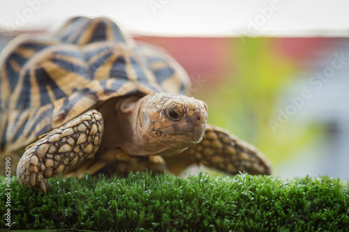 Photography India turtle photo