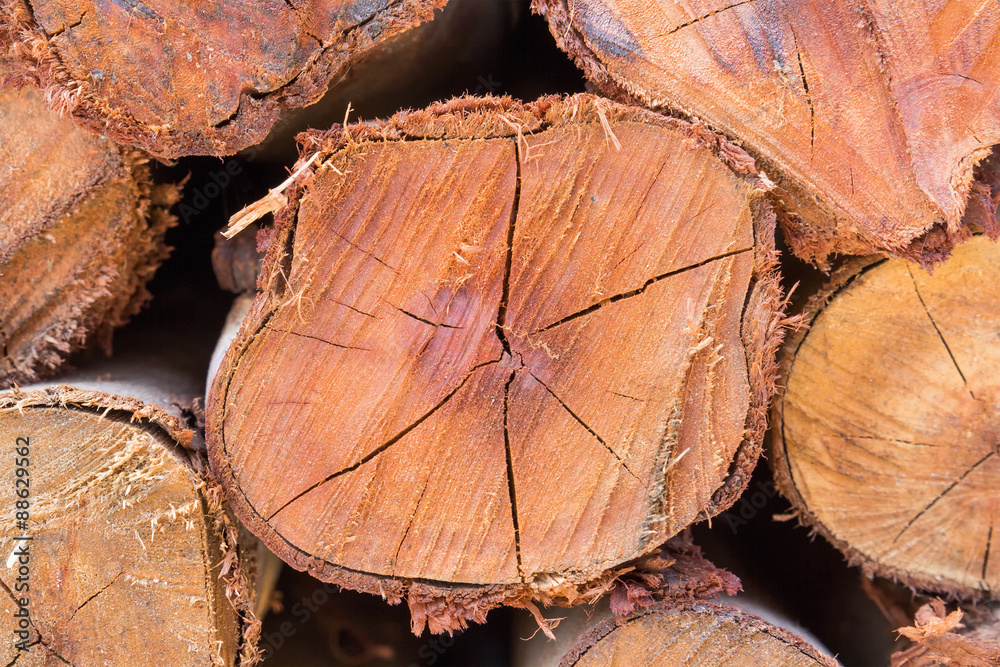 Naklejka premium Cross section of pine Logs