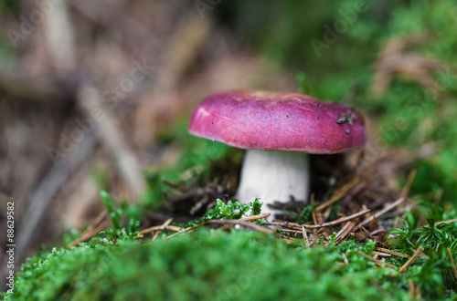 edible mushroom closeup