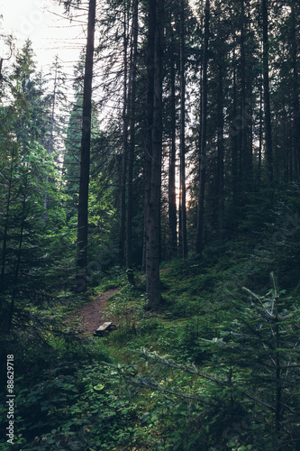 summer landscape pine forest