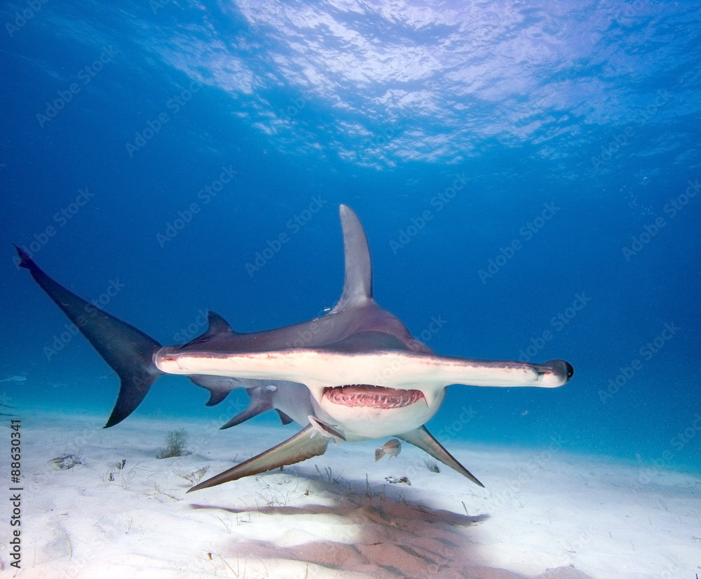 Fototapeta premium Great hammerhead shark 