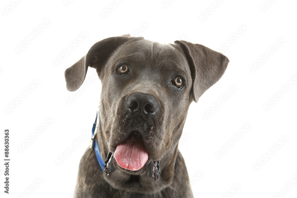 Fototapeta premium Cane corso italiano dog, isolated on white
