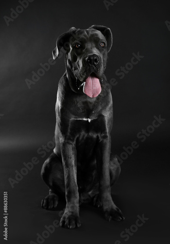 Cane corso italiano dog on black background