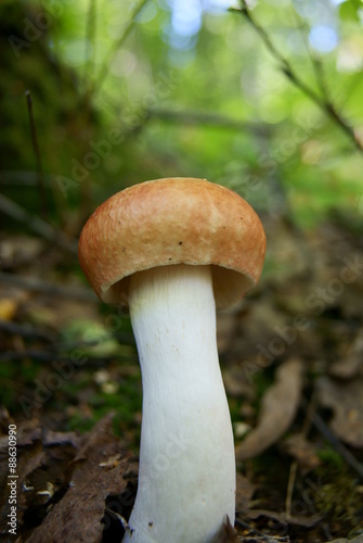 Russula foetens mushroom in the forest