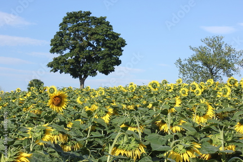 Sonnenblume - Ackerbau photo