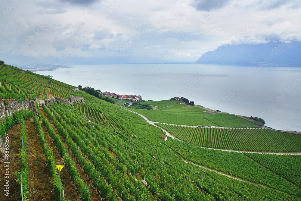 Terraced vineyards of Lavaux at Geneva Lake.