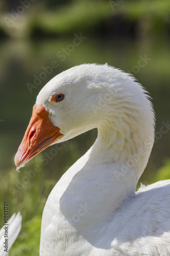 goose on meadow