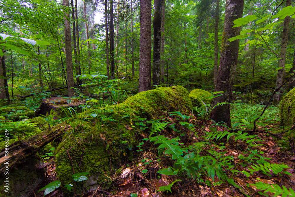 Forest Forest