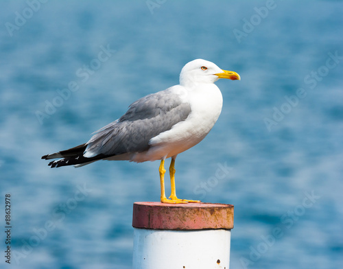 Fotografie, Tablou yellow-legged gull