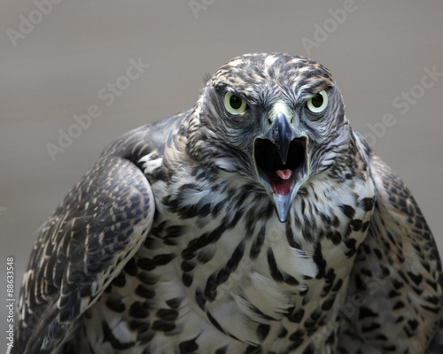 Northern goshawk young bird portrait