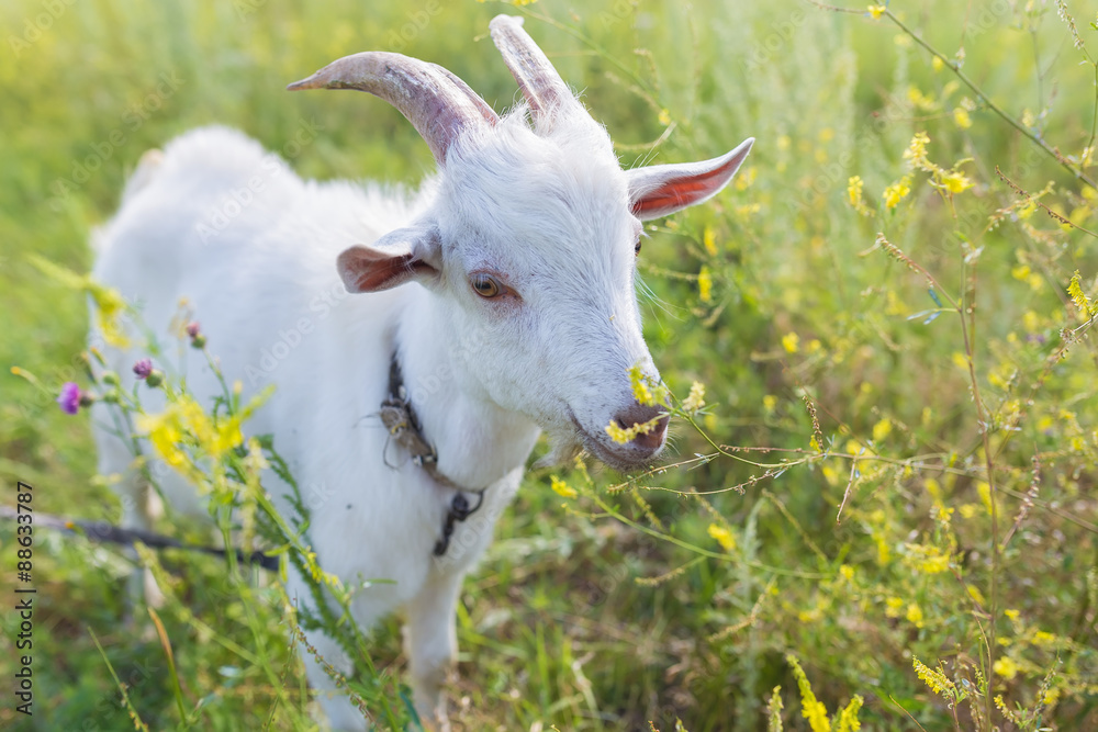 Portrait of goat eating a grass on meadow Portrait of goat eating a grass on meadow
