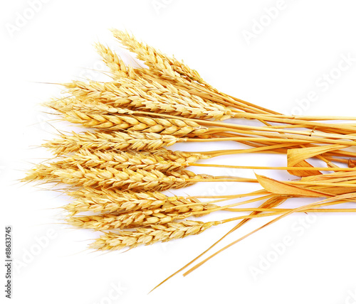 Sheaf of wheat isolated on white