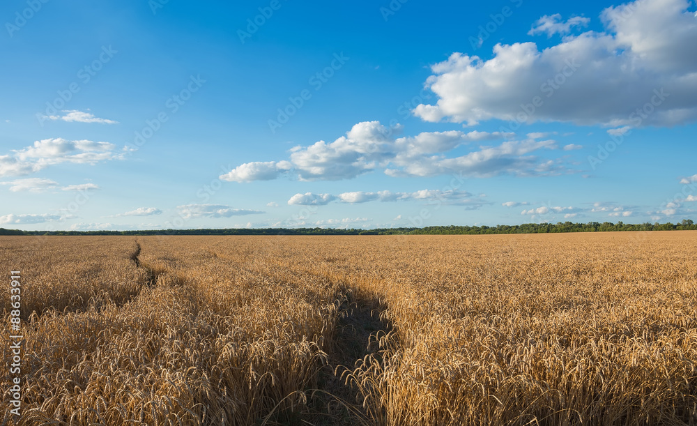 Summer Landscape with Wheat Field