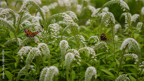 Schmetterlinge und Hummel unterwegs photo