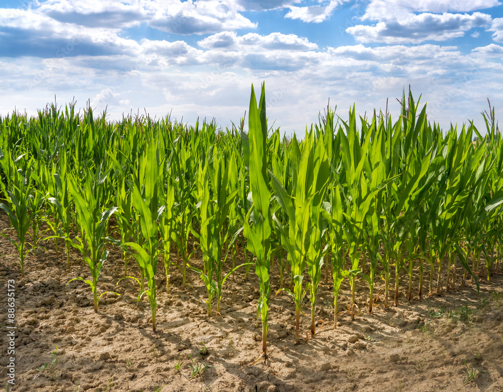 Fototapeta premium Maispflanzen im Gegenlicht 