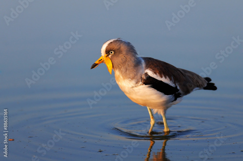 White-crowned lapwing in water