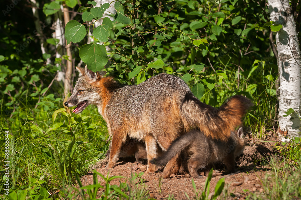 Grey Fox Vixen (Urocyon cinereoargenteus) with Kits Under Her Grey Fox Vixen (Urocyon cinereoargenteus) with Kits Under Her