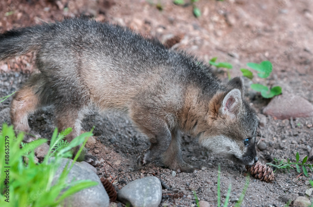 Grey Fox Kit (Urocyon cinereoargenteus) Sniffs Pinecone Grey Fox Kit (Urocyon cinereoargenteus) Sniffs Pinecone