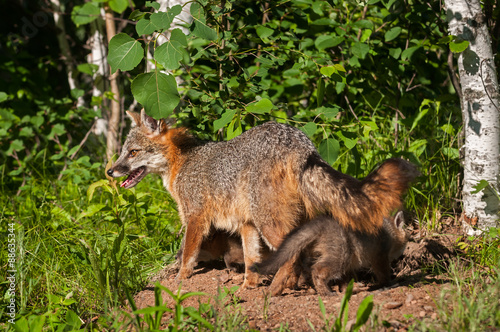 Grey Fox Vixen  Urocyon cinereoargenteus  with Kits Under Her
