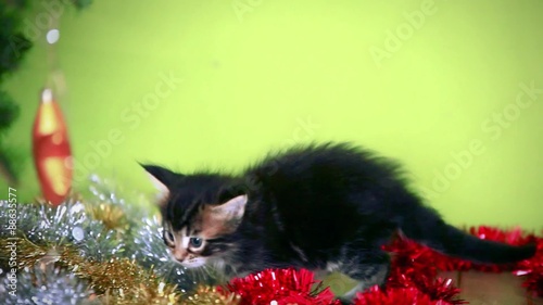 Maine coon black kitten playing under  Christmas tree on green photo