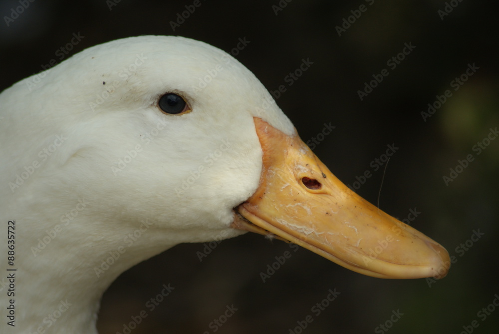 Duck Duck
