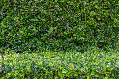 Tiny green leaves texture background.