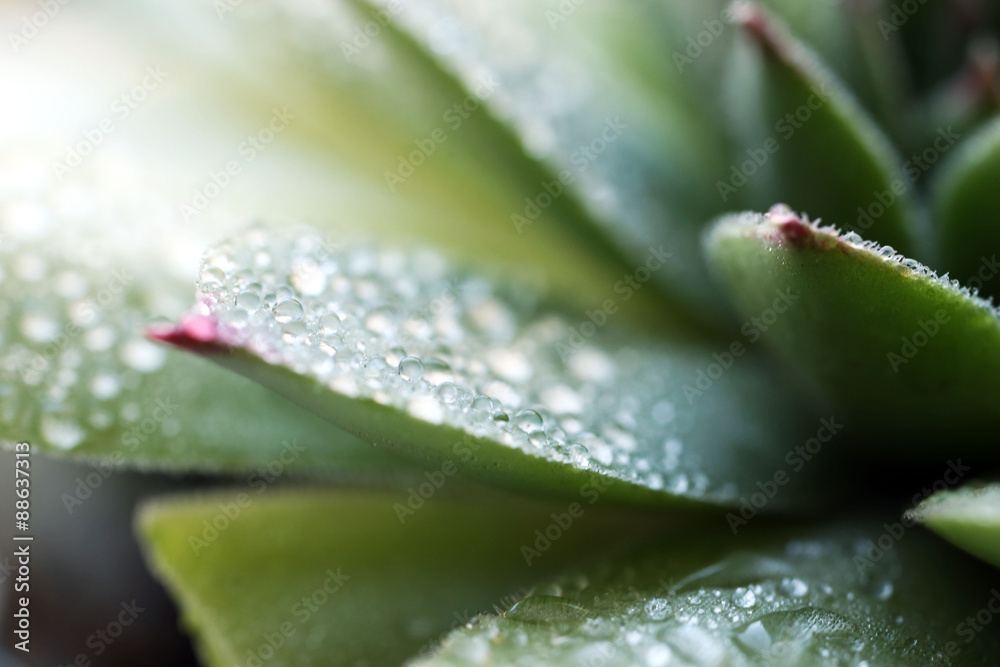 Beautiful succulent plant with water drops close up Beautiful succulent plant with water drops close up