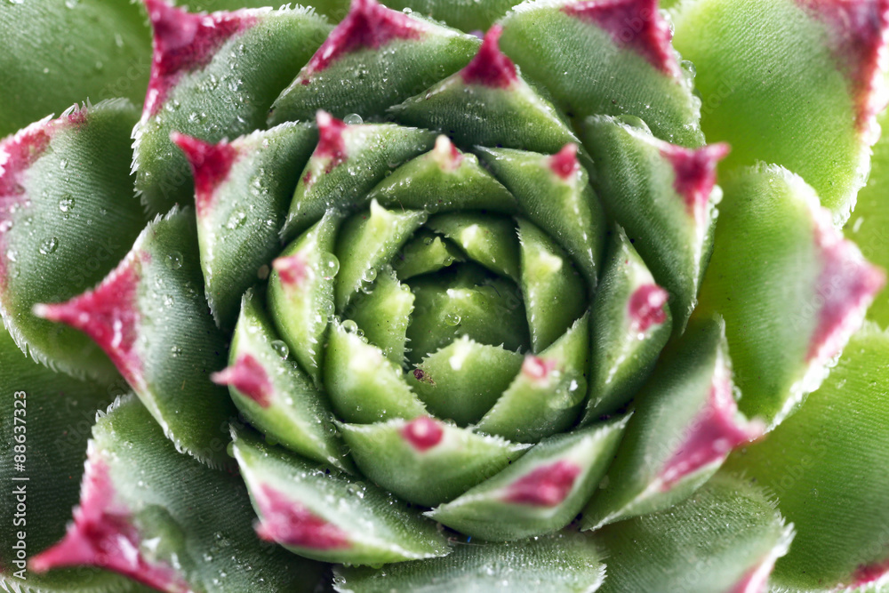 Beautiful succulent plant with water drops close up Beautiful succulent plant with water drops close up