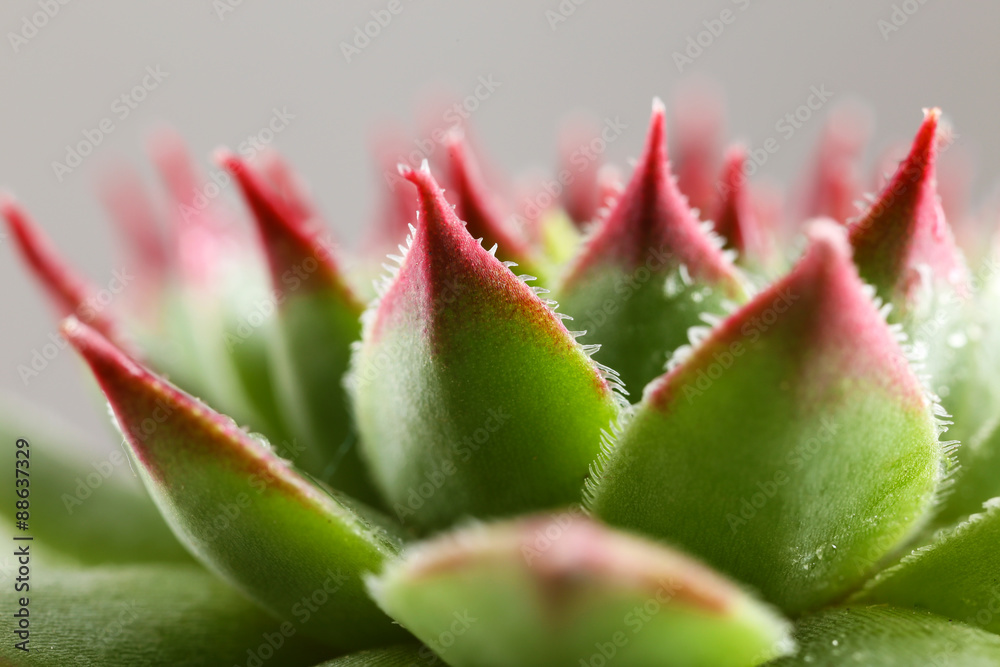 Beautiful succulent plant with water drops close up Beautiful succulent plant with water drops close up