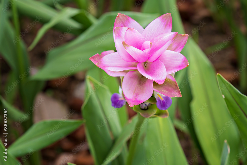 Pink Curcuma alismatifolia or Siam Tulip Pink Curcuma alismatifolia or Siam Tulip