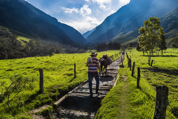 Fototapete Südamerika Wachspalmen im Cocora Tal Kolumbien  © Tiago Fernandez