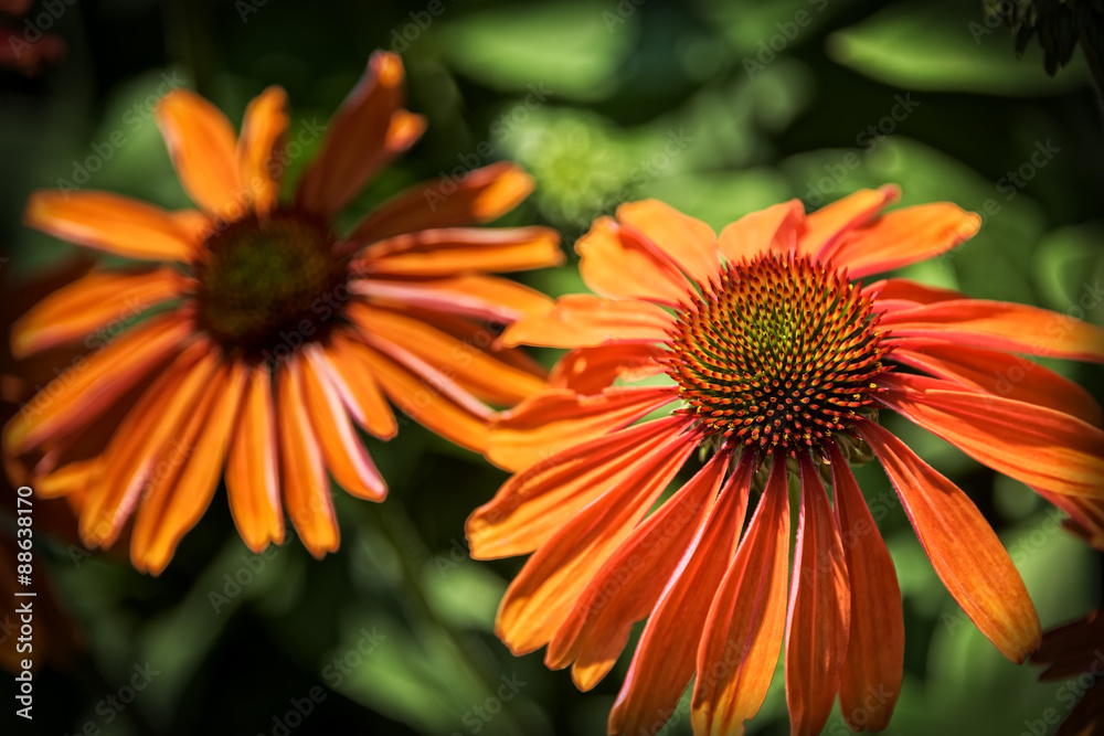 Black-Eyed Susan Daisy Black-Eyed Susan Daisy