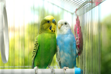 Cute colorful budgies in cage, outdoors