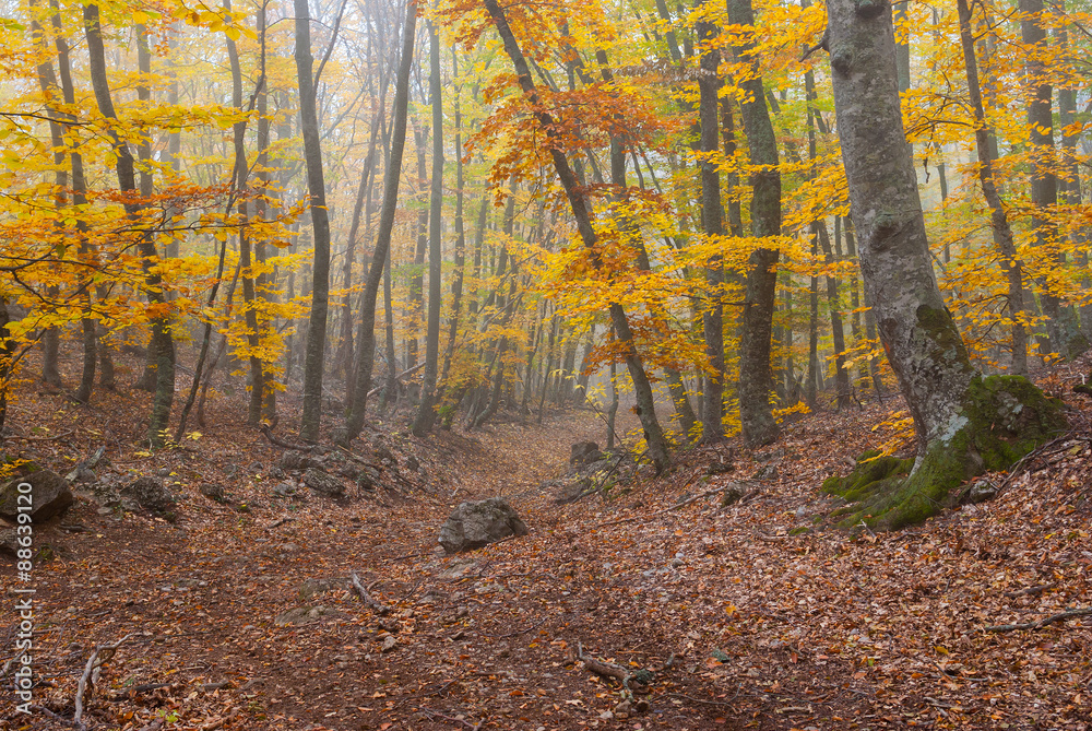 Forest landscape with fog in Crimean mountains at fall season