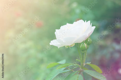 White beautiful rose growing in the garden photo