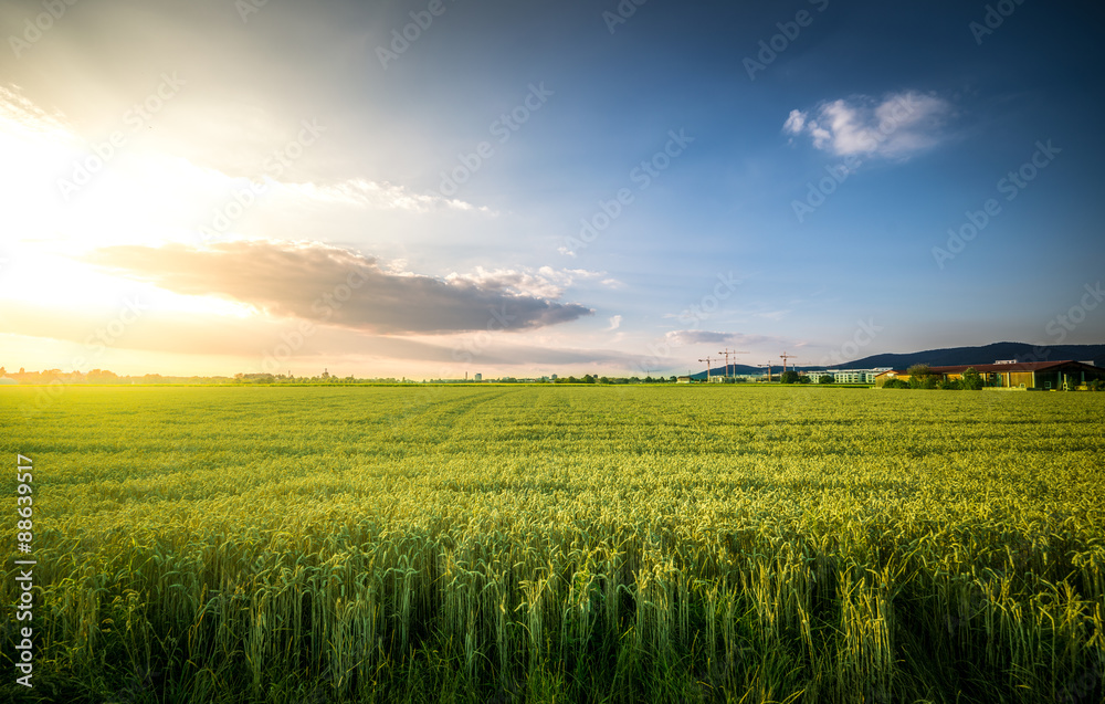 Summer Cornfield Summer Cornfield