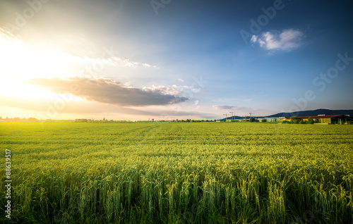 Summer Cornfield