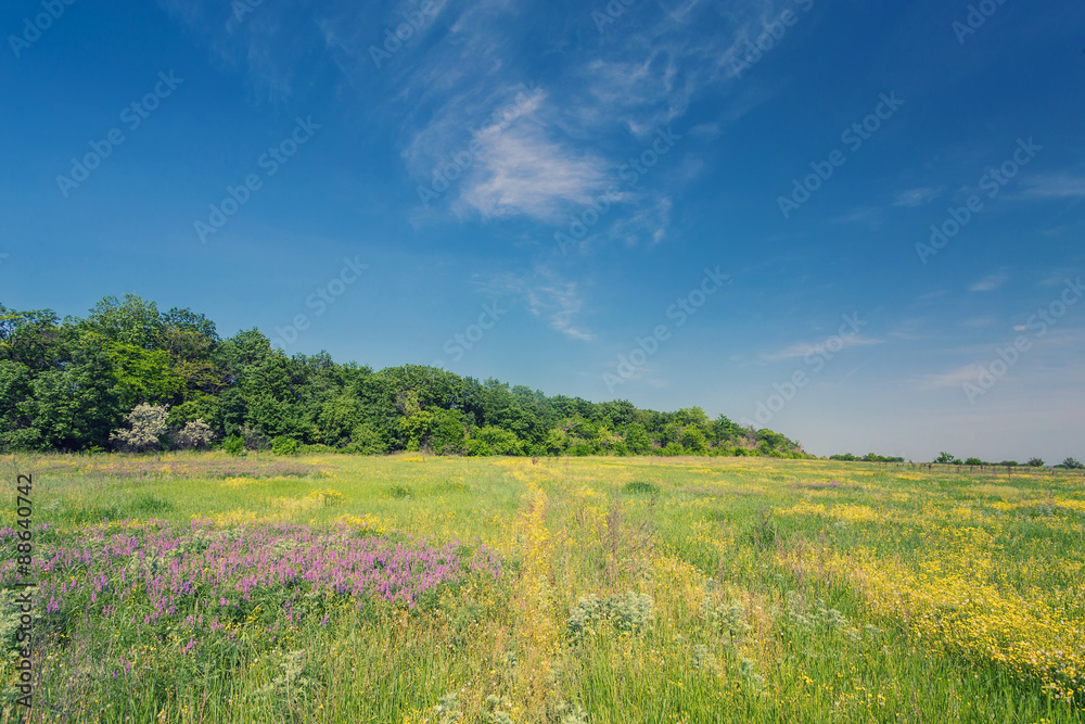 Fototapeta premium field on a background of the sky