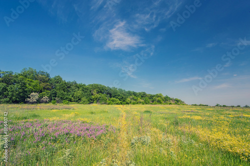 field on a background of the sky