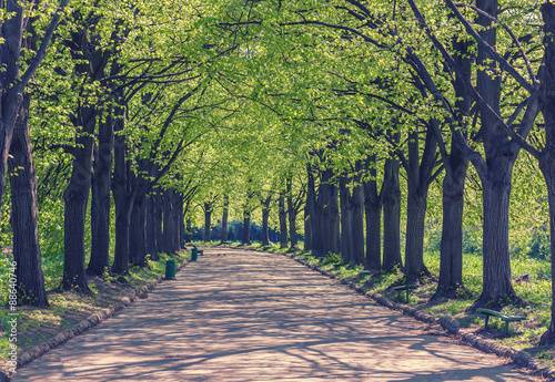alley with trees in the park