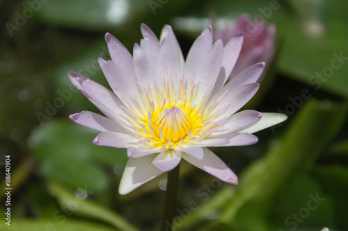 single lotus on the water