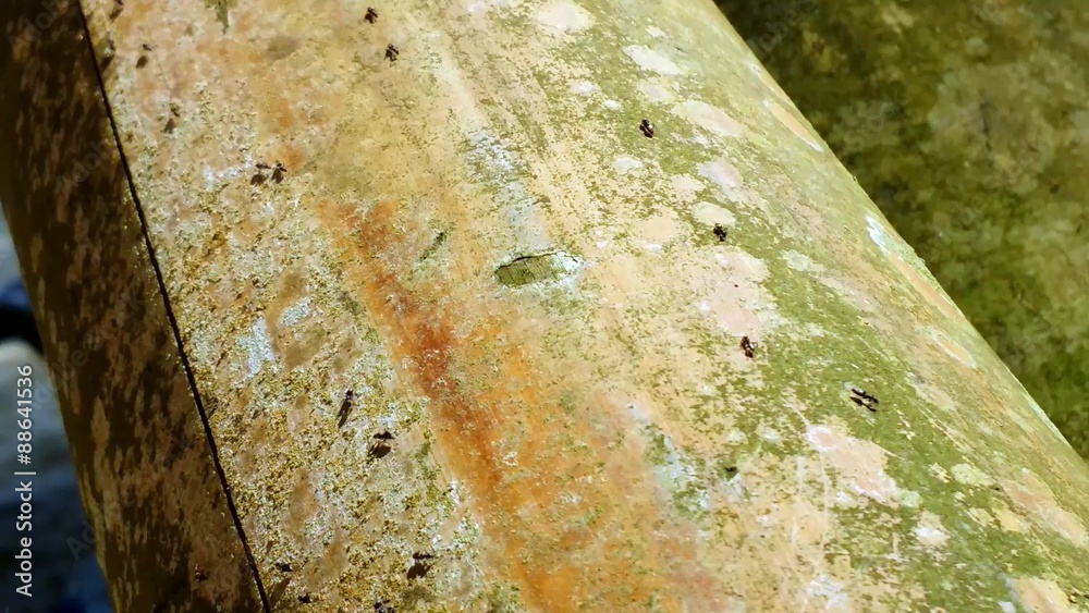 Des fourmis sur un tronc de bambou 