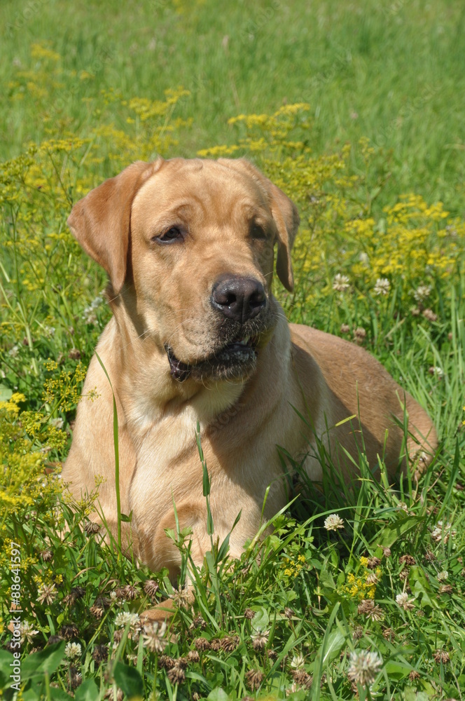 retriever dog in the grass