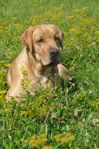 retriever dog in the grass