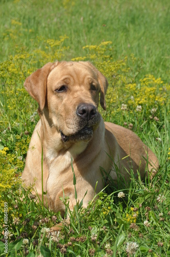 retriever dog in the grass