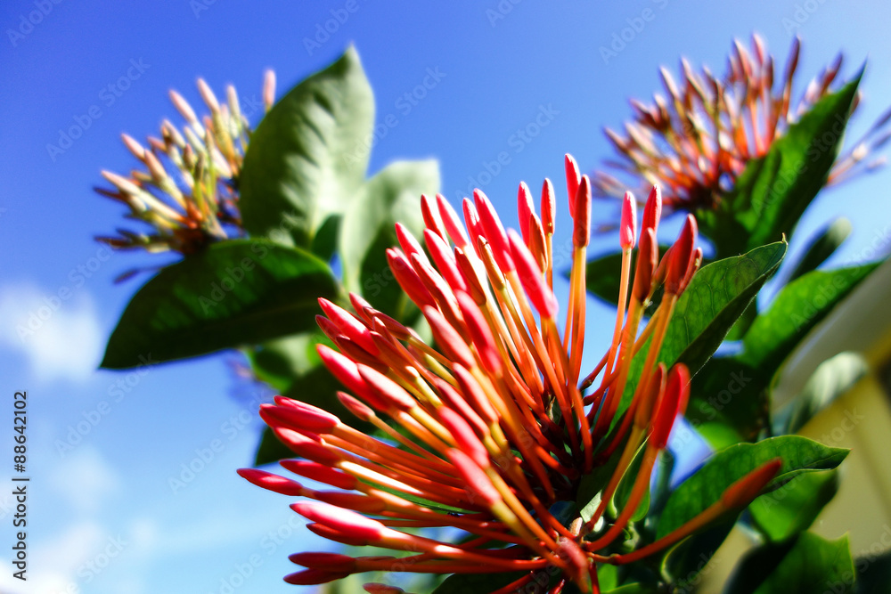 Fleurs exotiques des Seychelles